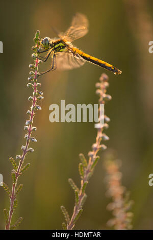 Un Rushbush au dard noir étang dans le New Forest. Banque D'Images