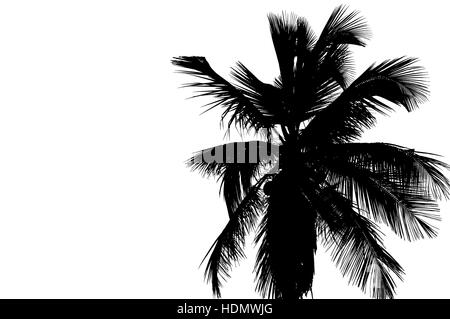 Palm tree silhouette photographie Banque D'Images