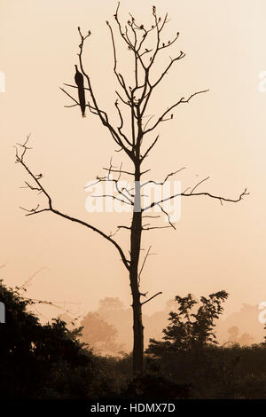 Grand arbre avec coin silhouette paon rouge lever de fond de ciel à Udawalawe National Park, Sir Lanka. Banque D'Images