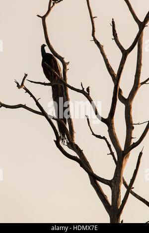 Grand arbre avec coin silhouette paon rouge lever de fond de ciel à Udawalawe National Park, Sir Lanka. Banque D'Images