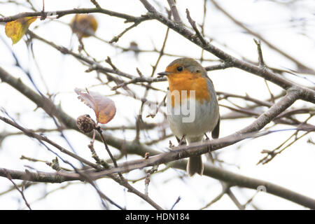 Robin Robin Redbreast européenne ou sur une branche d'hiver en Irlande Banque D'Images