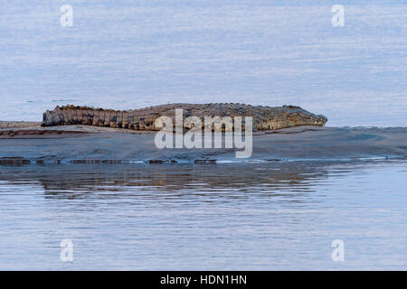 Grand banc crocodile couché grand Zambèze Banque D'Images