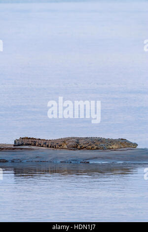 Grand banc crocodile couché grand Zambèze Banque D'Images