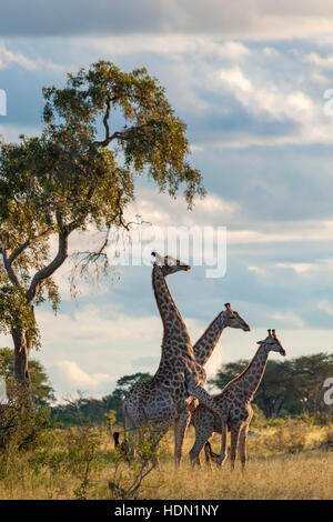 L'accouplement girafe comportement inhabituel Zimbabwe Hwange Banque D'Images