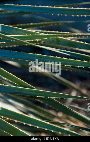 Épines de cactus Aloe Banque D'Images