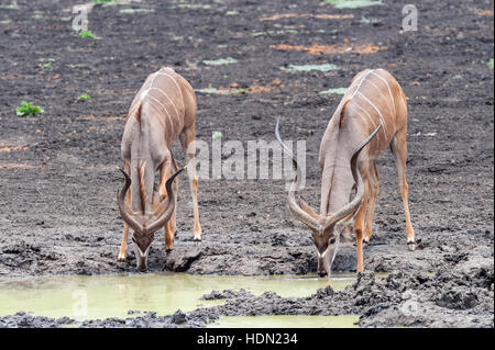 Bull Kudu Pan Kanga potable Mana Pools grande corne Banque D'Images