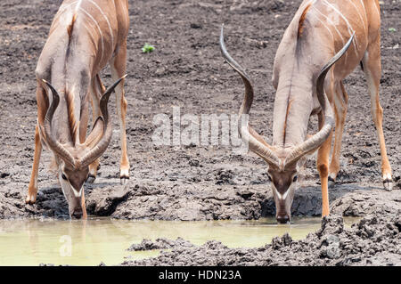 Bull Kudu Pan Kanga potable Mana Pools grande corne Banque D'Images