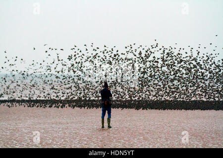 Blackpool, Lancashire, Royaume-Uni. 13 Décembre, 2016. Météo britannique. Des milliers d'Étourneaux se rassemblent dans de grands troupeaux au crépuscule dans le calme et les conditions nuageuses avec peu de vent. Dans un calme relatif et les journées nuageuses le calendrier pour la collecte semble aller de travers et les troupeaux prendre pour les sables d'attendre le début de la nuit. Dans les vents modérés ils swoop, tourner, et apparemment célébrer la journée avant d'aller se percher. Credit : MediaWorldImages/Alamy Live News Banque D'Images