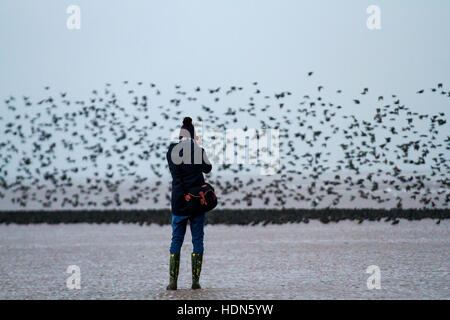 Blackpool, Lancashire, Royaume-Uni. 13 Décembre, 2016. Météo britannique. Des milliers d'Étourneaux se rassemblent dans de grands troupeaux au crépuscule dans le calme et les conditions nuageuses avec peu de vent. Dans un calme relatif et les journées nuageuses le calendrier pour la collecte semble aller de travers et les troupeaux prendre pour les sables d'attendre le début de la nuit. Dans les vents modérés ils swoop, tourner, et apparemment célébrer la journée avant d'aller se percher. Credit : MediaWorldImages/Alamy Live News Banque D'Images