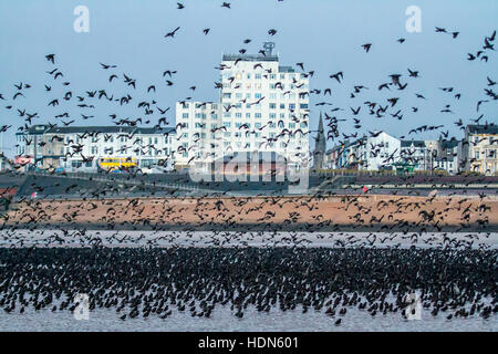Blackpool, Lancashire, Royaume-Uni. 13 Décembre, 2016. Météo britannique. Des milliers d'Étourneaux se rassemblent dans de grands troupeaux au crépuscule dans le calme et les conditions nuageuses avec peu de vent. Dans un calme relatif et les journées nuageuses le calendrier pour la collecte semble aller de travers et les troupeaux prendre pour les sables d'attendre le début de la nuit. Dans les vents modérés ils swoop, tourner, et apparemment célébrer la journée avant d'aller se percher. Credit : MediaWorldImages/Alamy Live News Banque D'Images