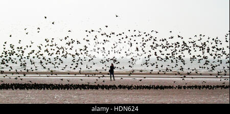 Blackpool, Lancashire, Royaume-Uni. 13 Décembre, 2016. Météo britannique. Des milliers d'Étourneaux se rassemblent dans de grands troupeaux au crépuscule dans le calme et les conditions nuageuses avec peu de vent. Dans un calme relatif et les journées nuageuses le calendrier pour la collecte semble aller de travers et les troupeaux prendre pour les sables d'attendre le début de la nuit. Dans les vents modérés ils swoop, tourner, et apparemment célébrer la journée avant d'aller se percher. Credit : MediaWorldImages/Alamy Live News Banque D'Images