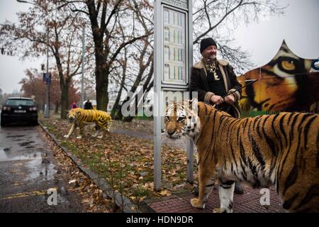 République tchèque. 16 Nov, 2016. Jaromir Joo a des marches aléatoires en public avec son tiger Tajga.derrière les scènes de la vie quotidienne des gens du cirque en République tchèque (Hradec Kralove, Olomouc) © David Tesinsky/ZUMA/Alamy Fil Live News Banque D'Images