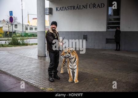 République tchèque. 16 Nov, 2016. Jaromir Joo a des marches aléatoires en public avec son tiger Tajga.derrière les scènes de la vie quotidienne des gens du cirque en République tchèque (Hradec Kralove, Olomouc) © David Tesinsky/ZUMA/Alamy Fil Live News Banque D'Images