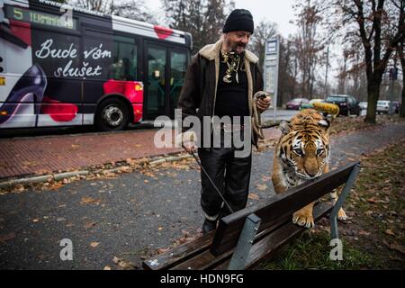 République tchèque. 16 Nov, 2016. Jaromir Joo a des marches aléatoires en public avec son tiger Tajga.derrière les scènes de la vie quotidienne des gens du cirque en République tchèque (Hradec Kralove, Olomouc) © David Tesinsky/ZUMA/Alamy Fil Live News Banque D'Images