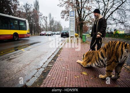 République tchèque. 16 Nov, 2016. Jaromir Joo a des marches aléatoires en public avec son tiger Tajga.derrière les scènes de la vie quotidienne des gens du cirque en République tchèque (Hradec Kralove, Olomouc) © David Tesinsky/ZUMA/Alamy Fil Live News Banque D'Images