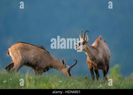 Chamois des Alpes / Gaemse ( Rupicapra rupicapra ) se nourrissant d'un pré alpin, l'un est bêlements bruyamment, se plaindre, avertissement, drôle. Banque D'Images