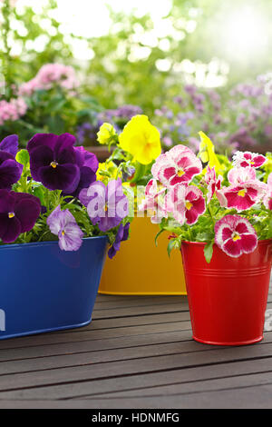 Plantes fleurs colorées pansy en pots correspondant sur un balcon table dans le soleil du matin, de copie ou de l'espace texte, arrière-plan flou Banque D'Images