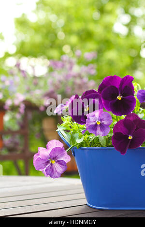 Fleur violette, Viola wittrockiana, dans un pot bleu sur un balcon table, de copie ou de l'espace texte, arrière-plan flou Banque D'Images