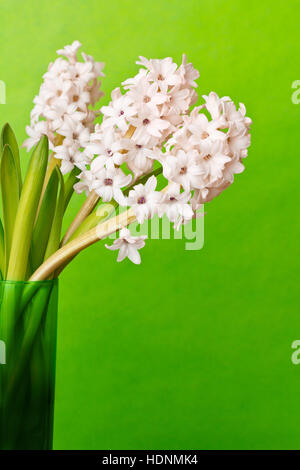 La vie toujours de la lumière trois jacinthes roses fleurs dans un vase de verre sur fond vert vif, de copie ou de l'espace texte Banque D'Images