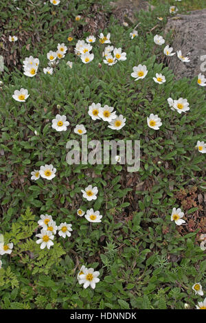 Silber-Wurz Silberwurz, Weiße, Dryas octopetala fo. argentea, Dryade, Dryade à huit pétales Banque D'Images