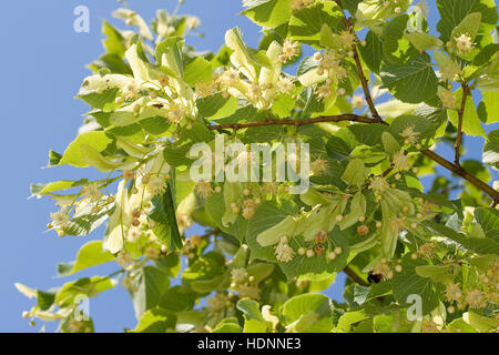 Sommer-Linde, Sommerlinde, Linde, Blüten Blüte, und Blätter, Tilia platyphyllos, Blatt, grandes feuilles Lime Banque D'Images