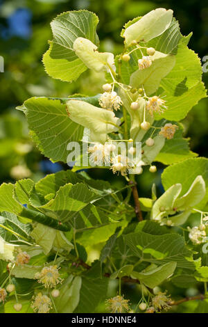 Sommer-Linde, Sommerlinde, Linde, Blüten Blüte, und Blätter, Tilia platyphyllos, Blatt, grandes feuilles Lime Banque D'Images