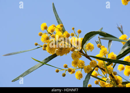 Weidenblatt-Akazie Weidenblattakazie, Weidenblättrige, Akazie, Weidenartige Blaublättrige Akazie, Akazie, Acacia saligna, coojong wattl, couronne d'or Banque D'Images