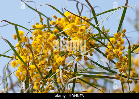 Weidenblatt-Akazie Weidenblattakazie, Weidenblättrige, Akazie, Weidenartige Blaublättrige Akazie, Akazie, Acacia saligna, coojong wattl, couronne d'or Banque D'Images