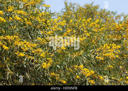 Weidenblatt-Akazie Weidenblattakazie, Weidenblättrige, Akazie, Weidenartige Blaublättrige Akazie, Akazie, Acacia saligna, coojong wattl, couronne d'or Banque D'Images