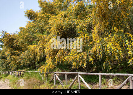 Weidenblatt-Akazie Weidenblattakazie, Weidenblättrige, Akazie, Weidenartige Blaublättrige Akazie, Akazie, Acacia saligna, coojong wattl, couronne d'or Banque D'Images