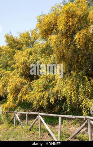 Weidenblatt-Akazie Weidenblattakazie, Weidenblättrige, Akazie, Weidenartige Blaublättrige Akazie, Akazie, Acacia saligna, coojong wattl, couronne d'or Banque D'Images