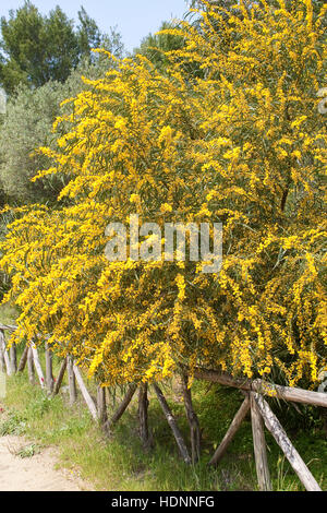 Weidenblatt-Akazie Weidenblattakazie, Weidenblättrige, Akazie, Weidenartige Blaublättrige Akazie, Akazie, Acacia saligna, coojong wattl, couronne d'or Banque D'Images