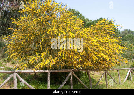 Weidenblatt-Akazie Weidenblattakazie, Weidenblättrige, Akazie, Weidenartige Blaublättrige Akazie, Akazie, Acacia saligna, coojong wattl, couronne d'or Banque D'Images