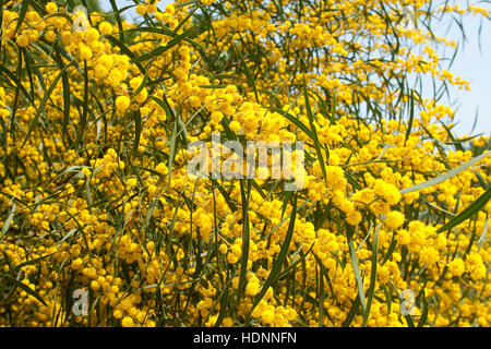 Weidenblatt-Akazie Weidenblattakazie, Weidenblättrige, Akazie, Weidenartige Blaublättrige Akazie, Akazie, Acacia saligna, coojong wattl, couronne d'or Banque D'Images