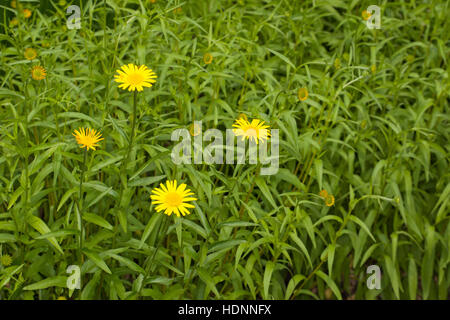 Weidenblatt-Ochsenauge Weidenblättriges Rindsauge Ochsenauge, Weidenblättriges Rindsauge,,, Gold-Margerite Goldmargerite Buphthalmum salicifolium,,, Y Banque D'Images