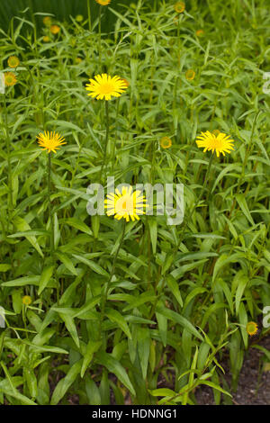 Weidenblatt-Ochsenauge Weidenblättriges Rindsauge Ochsenauge, Weidenblättriges Rindsauge,,, Gold-Margerite Goldmargerite Buphthalmum salicifolium,,, Y Banque D'Images