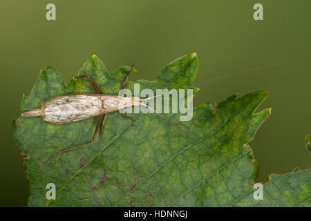 Weinhähnchen Blütengrillee Männchen,,, Oecanthus pellucens, italien, homme, Cricket Arbre Grille, Grillen, Gryllidae, le cricket, les grillons Banque D'Images