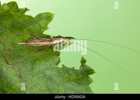 Weinhähnchen Blütengrillee Männchen,,, Oecanthus pellucens, italien, homme, Cricket Arbre Grille, Grillen, Gryllidae, le cricket, les grillons Banque D'Images