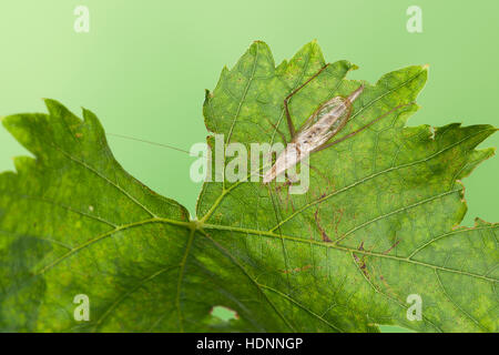 Weinhähnchen Blütengrillee Männchen,,, Oecanthus pellucens, italien, homme, Cricket Arbre Grille, Grillen, Gryllidae, le cricket, les grillons Banque D'Images