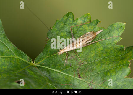 Weinhähnchen Blütengrillee Männchen,,, Oecanthus pellucens, italien, homme, Cricket Arbre Grille, Grillen, Gryllidae, le cricket, les grillons Banque D'Images