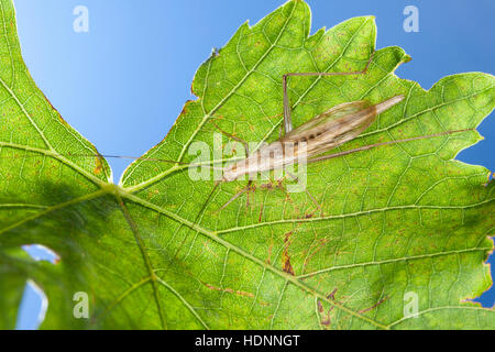 Weinhähnchen Blütengrillee Männchen,,, Oecanthus pellucens, italien, homme, Cricket Arbre Grille, Grillen, Gryllidae, le cricket, les grillons Banque D'Images