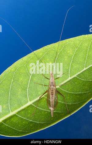 Weinhähnchen Blütengrillee Männchen,,, Oecanthus pellucens, italien, homme, Cricket Arbre Grille, Grillen, Gryllidae, le cricket, les grillons Banque D'Images