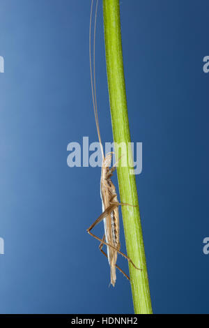 Weinhähnchen Blütengrillee Männchen,,, Oecanthus pellucens, italien, homme, Cricket Arbre Grille, Grillen, Gryllidae, le cricket, les grillons Banque D'Images