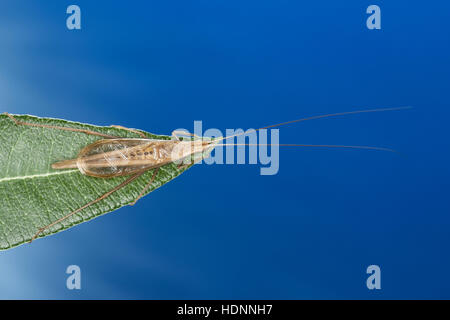 Weinhähnchen Blütengrillee Männchen,,, Oecanthus pellucens, italien, homme, Cricket Arbre Grille, Grillen, Gryllidae, le cricket, les grillons Banque D'Images