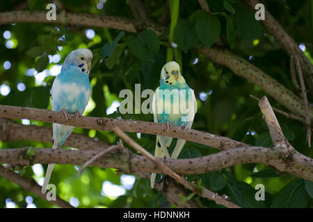 Perruche, perruches, als Zuchtform Haustier in einer Freiflug-Voliere Wellen-Sittich Sittich,,, Sittiche budgeriga, Melopsittacus undulatus, Banque D'Images