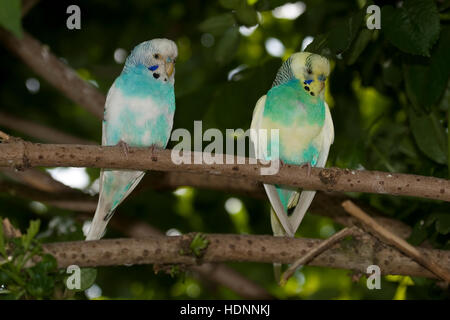 Perruche, perruches, als Zuchtform Haustier in einer Freiflug-Voliere Wellen-Sittich Sittich,,, Sittiche budgeriga, Melopsittacus undulatus, Banque D'Images