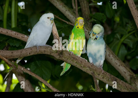 Perruche, perruches, als Zuchtform Haustier in einer Freiflug-Voliere Wellen-Sittich Sittich,,, Sittiche budgeriga, Melopsittacus undulatus, Banque D'Images