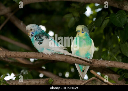 Perruche, perruches, als Zuchtform Haustier in einer Freiflug-Voliere Wellen-Sittich Sittich,,, Sittiche budgeriga, Melopsittacus undulatus, Banque D'Images