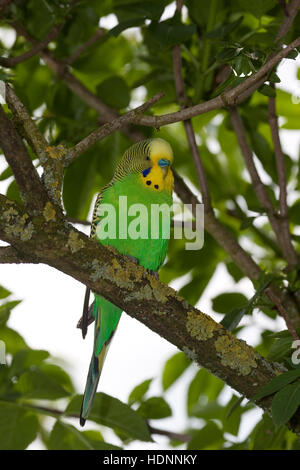 Perruche, perruches, als Zuchtform Haustier in einer Freiflug-Voliere Wellen-Sittich Sittich,,, Sittiche budgeriga, Melopsittacus undulatus, Banque D'Images