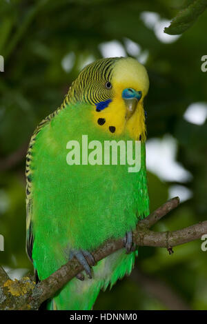 Perruche, perruches, als Zuchtform Haustier in einer Freiflug-Voliere Wellen-Sittich Sittich,,, Sittiche budgeriga, Melopsittacus undulatus, Banque D'Images